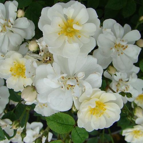 Vendita, rose miniatura, lillipuziane - bianco - Rosa Popcorn - rosa intensamente profumata - Dr. Dennison H. Morey - ,-